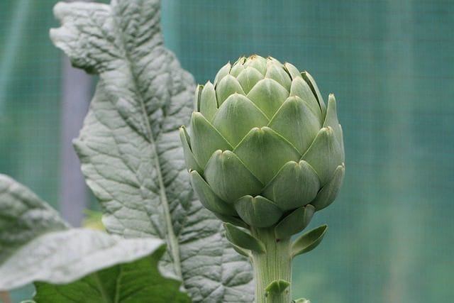 Close-up of a fresh green artichoke plant