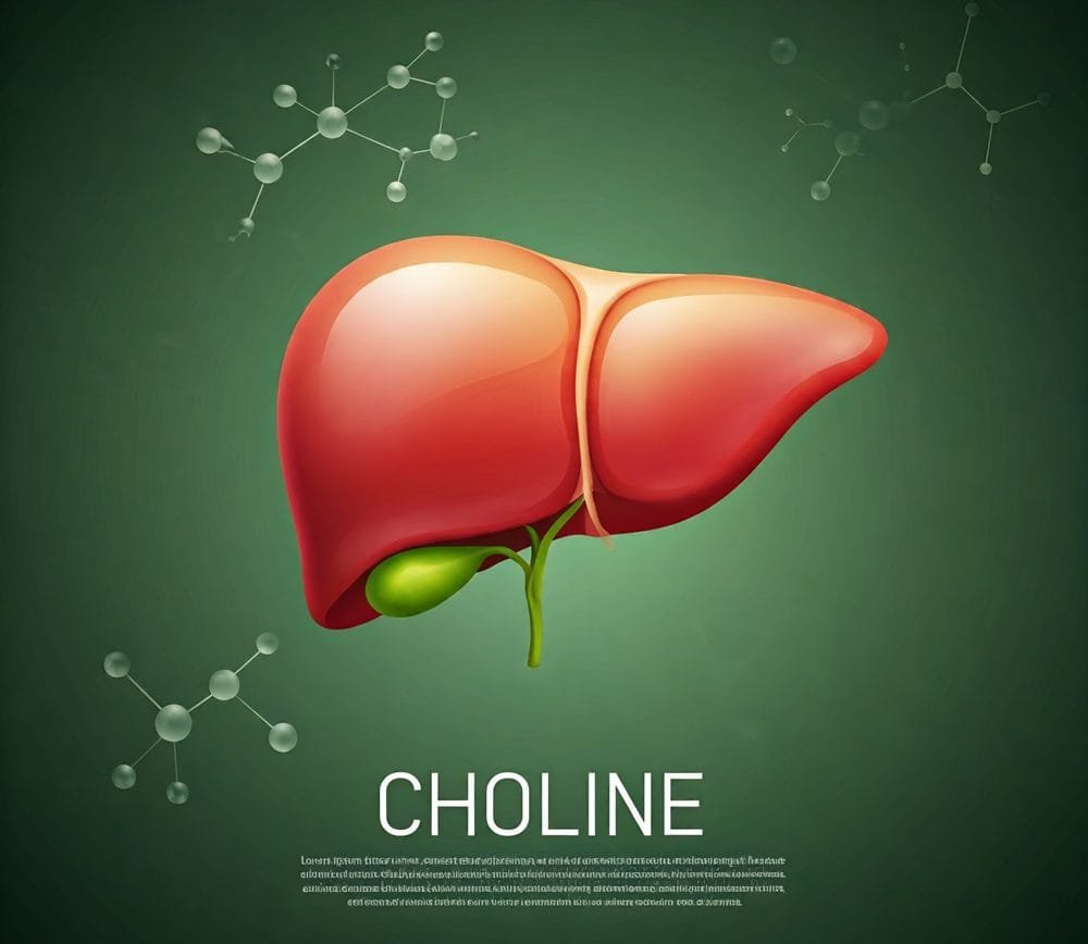 Medical illustration of a healthy human liver with the text "CHOLINE"