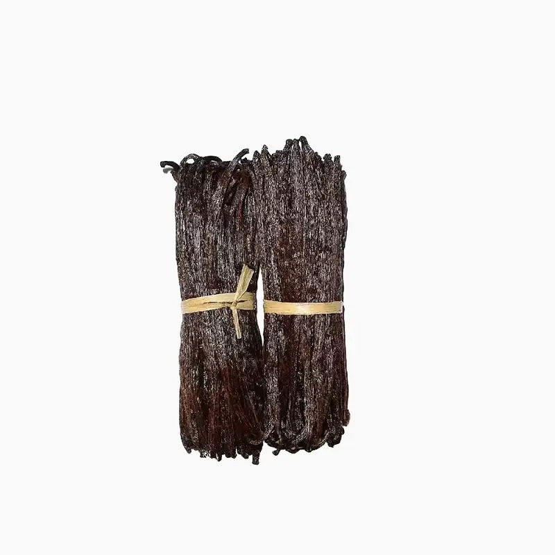 Two large bundles of dark, moist gourmet vanilla beans tied with natural raffia