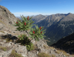A vibrant green staghorn sumac bush with bright red fruit clusters growing on a rocky mountain slope overlooking a vast alpine valley