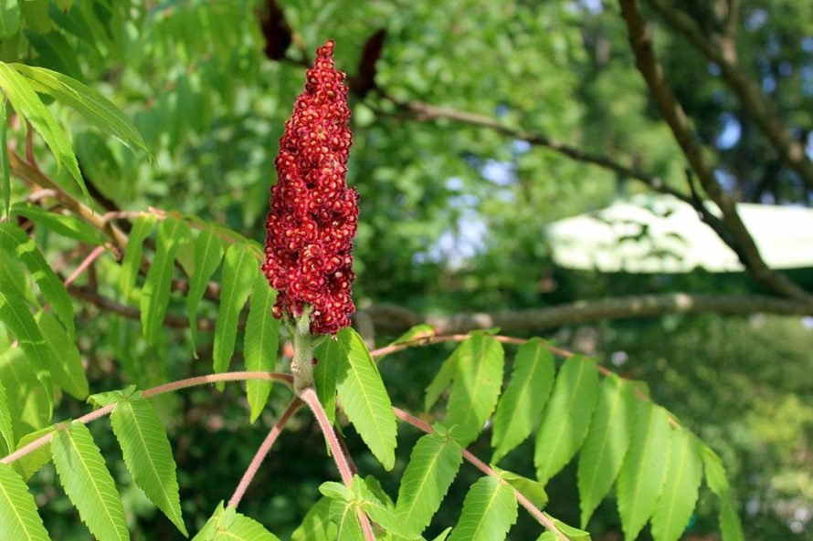 A detailed close-up of a vibrant red, cone-shaped staghorn sumac fruit cluster growing on a branch with green serrated leaves