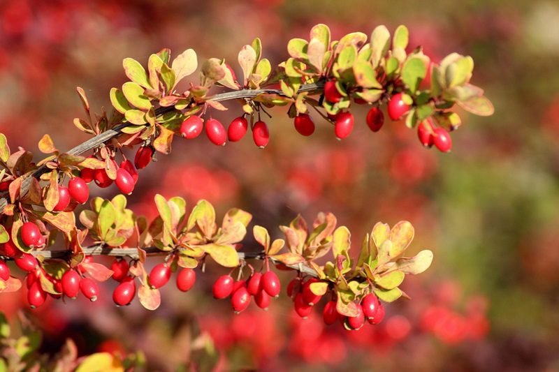 A close-up of a barberry branch laden with small, oblong red berries and green-tinted yellow leaves