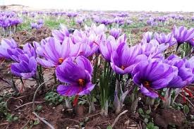 A vibrant field of purple saffron crocus flowers with bright orange stigmas blooming in a rural landscape